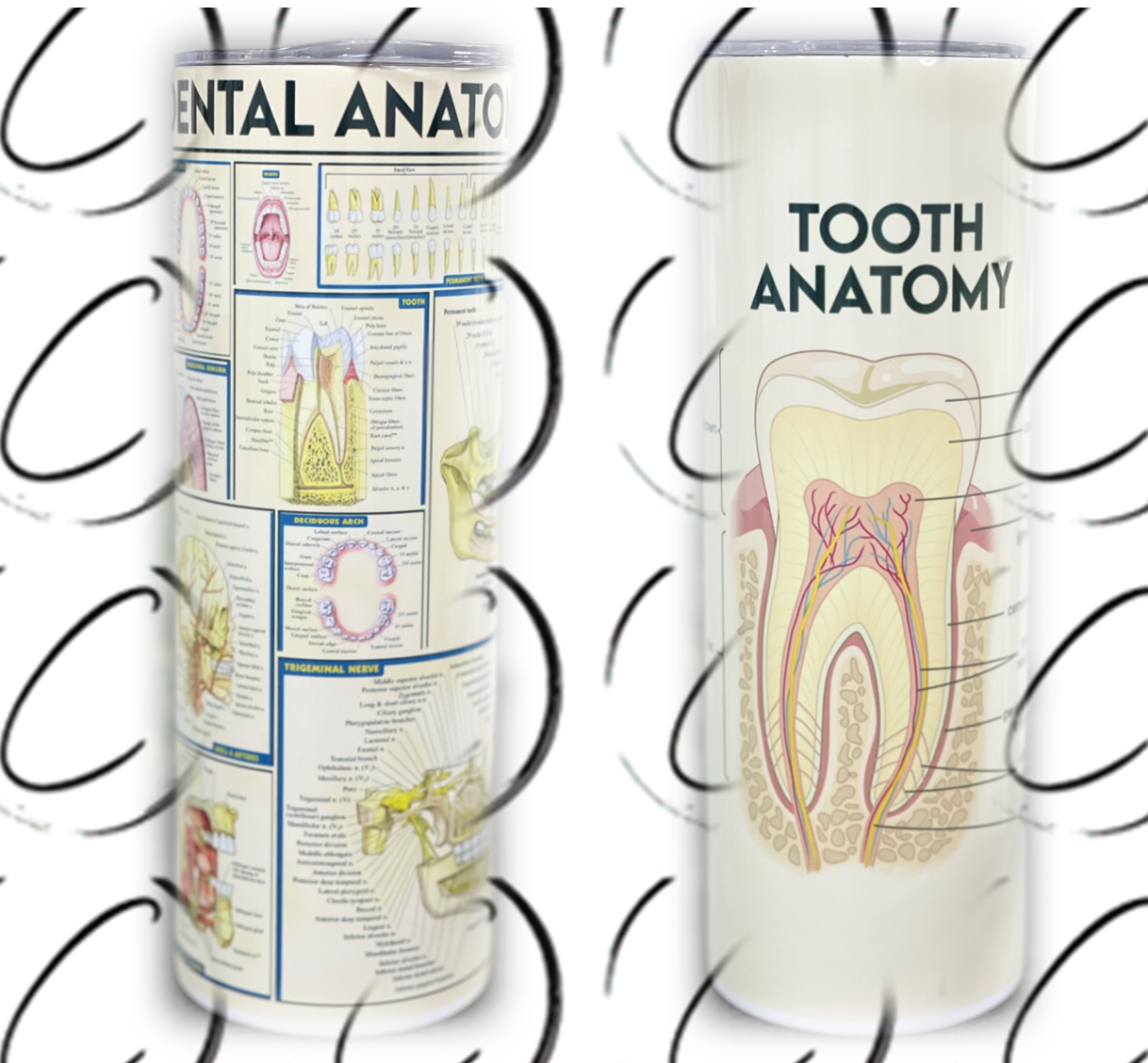 Dental Anatomy 20oz Skinny Tumbler